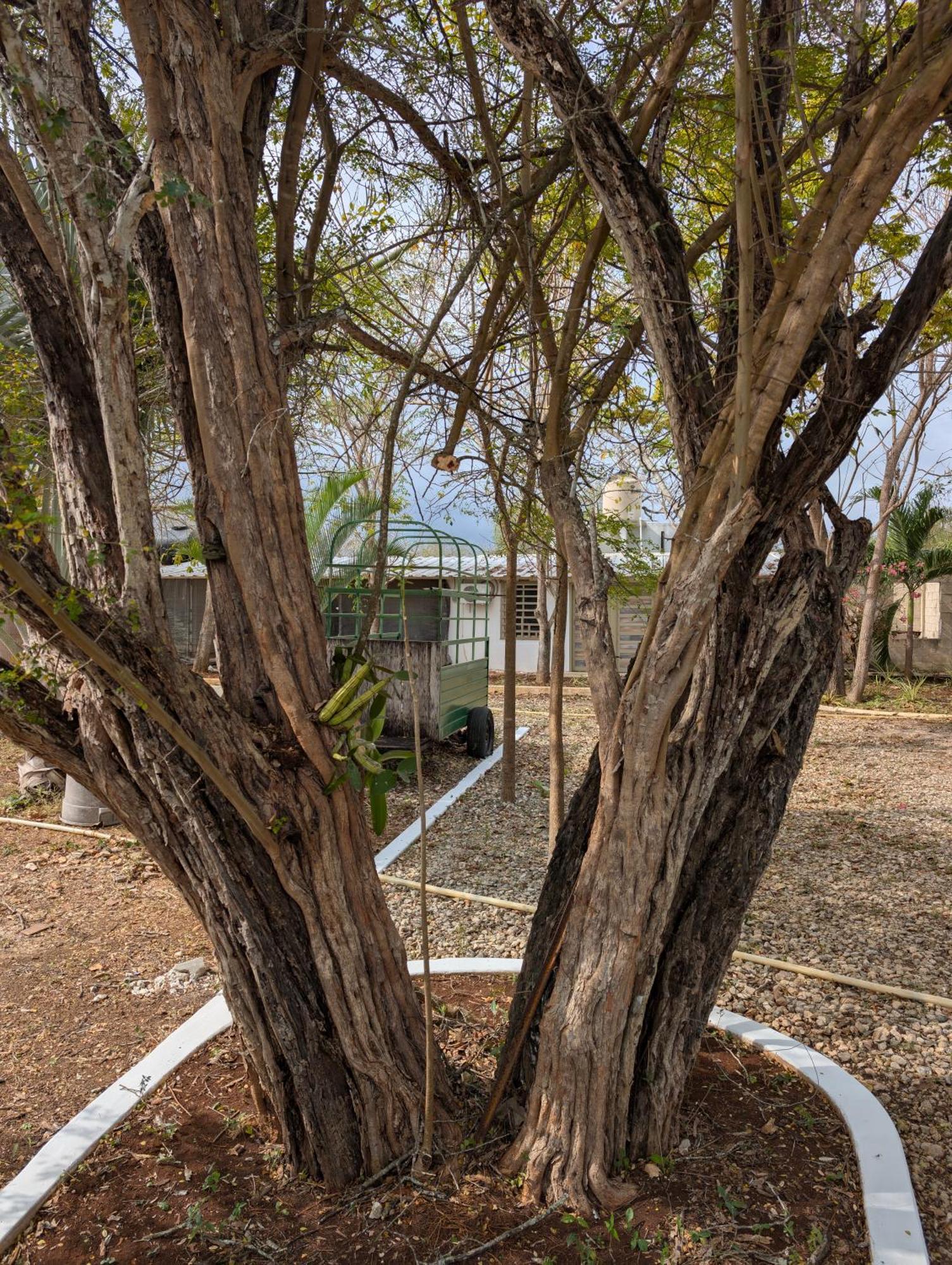 Los Cedros Uayamón 外观 照片